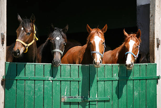 74,100+ Horse Stable Stock Photos, Pictures & Royalty-Free Images - iStock